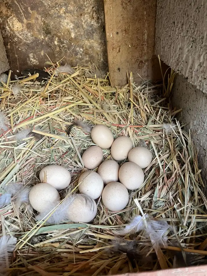 بيض براهما مخصب 0