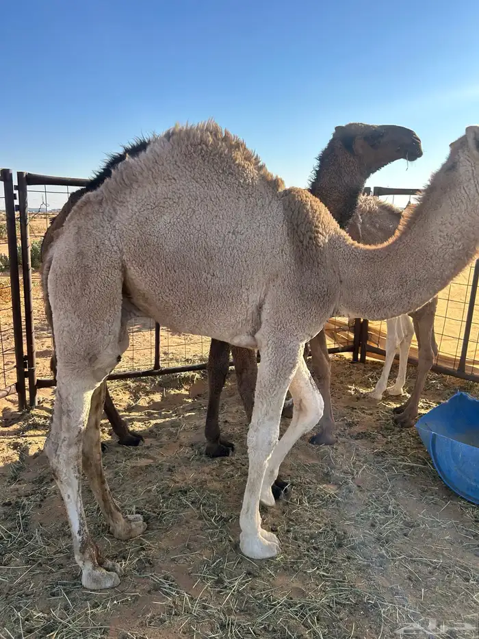 قعدان على حليب مقفله شحم 1