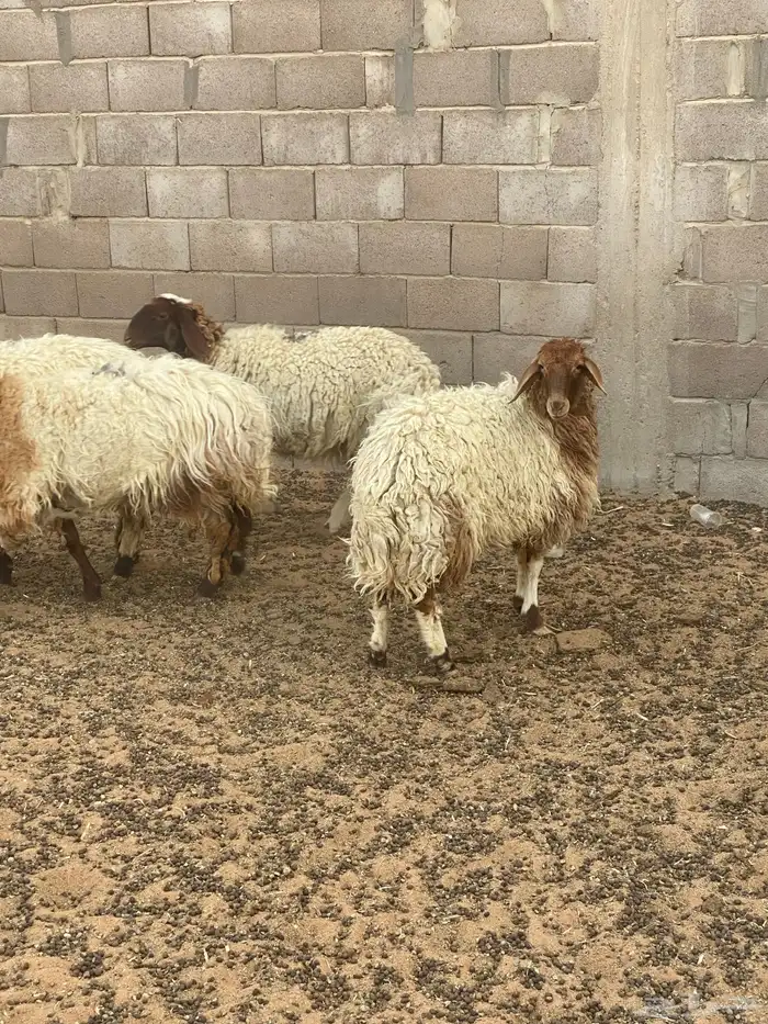 جذعات مقاني 3