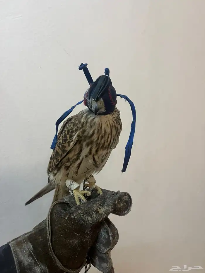 شبوط للبيع 0