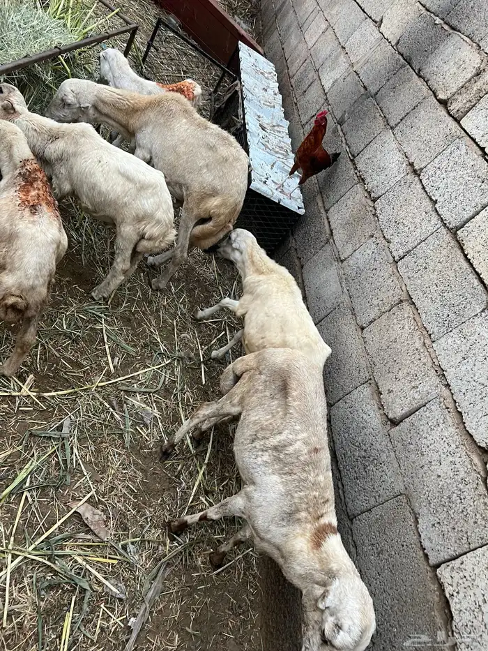 كباشي بلدي 1