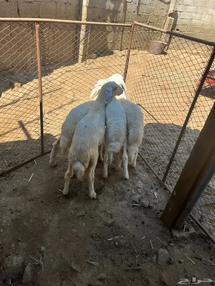 طليان 2ذكران 2اناثي 0