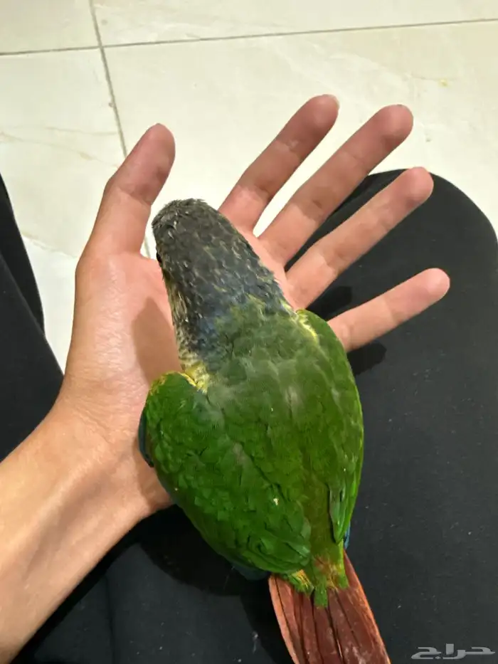 كنيور يلو سايد 1