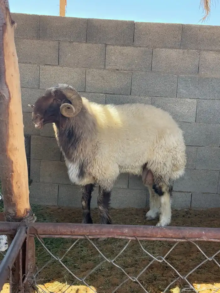 خروف نعيمي شرط القريع 1