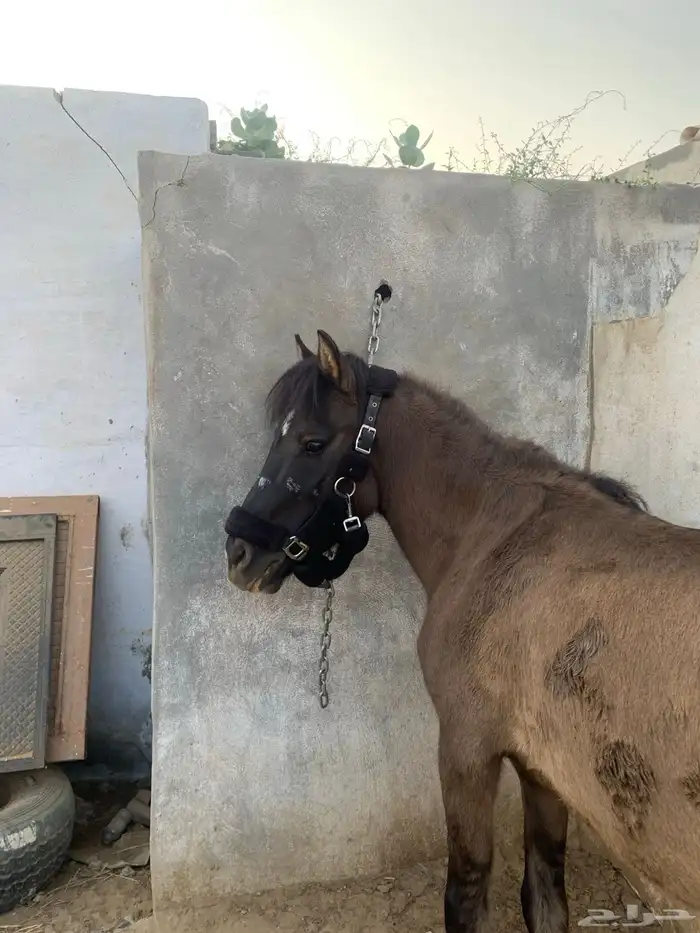 للبيع سيسي خيل حق اطفال 0