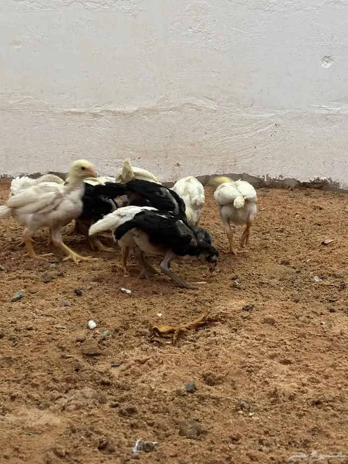 صوص دجاج فارسي حجازي 1