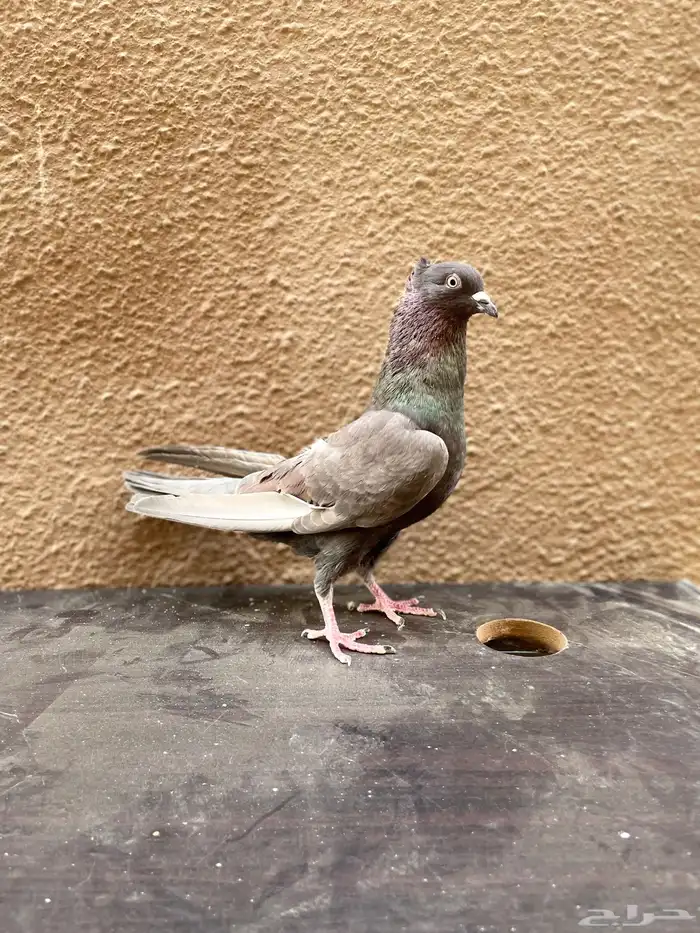 حمام قطايف 1