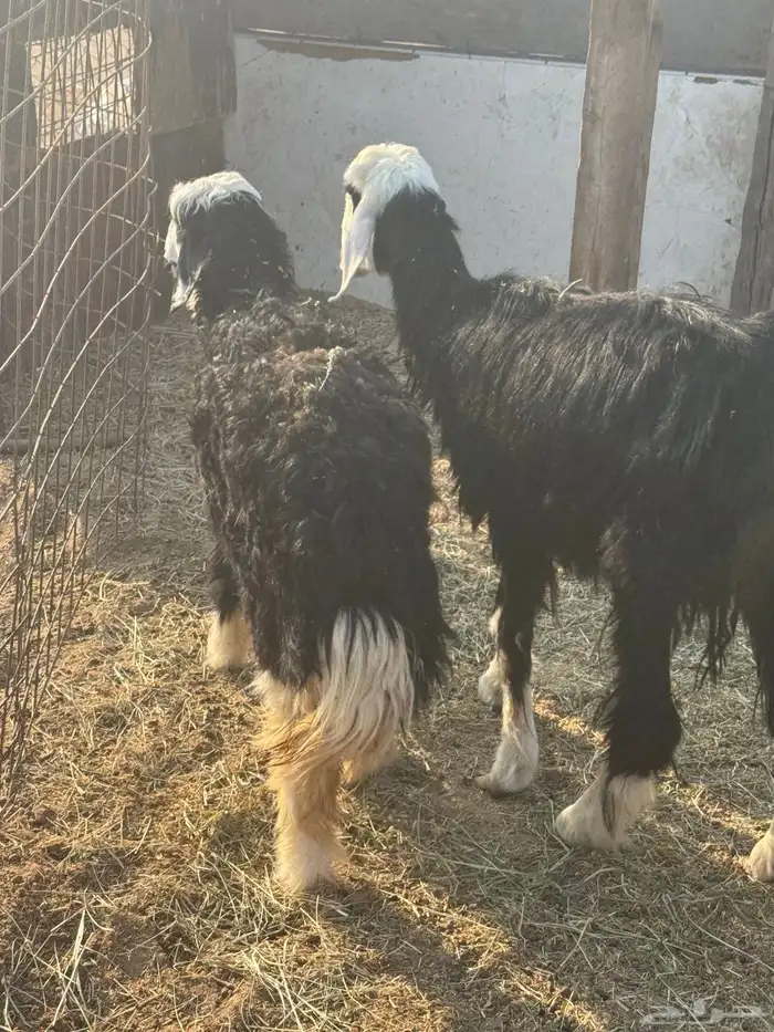 رخال نجديات 3