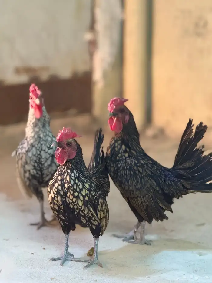 ديك سبرايت العدد 3 3