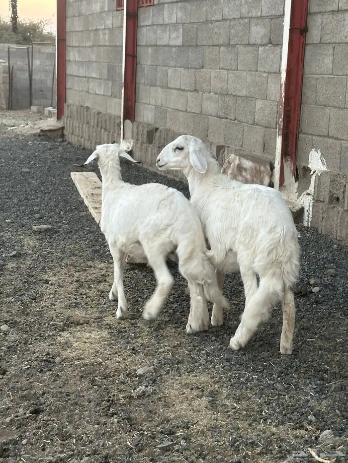 خروفين ذبايح 6