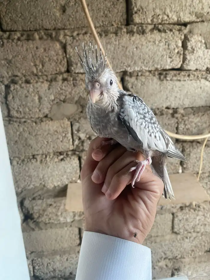 كروان فرخ عمره شهر 2