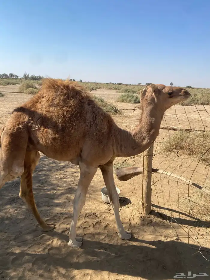 خلفه حمراء ساحليه 10