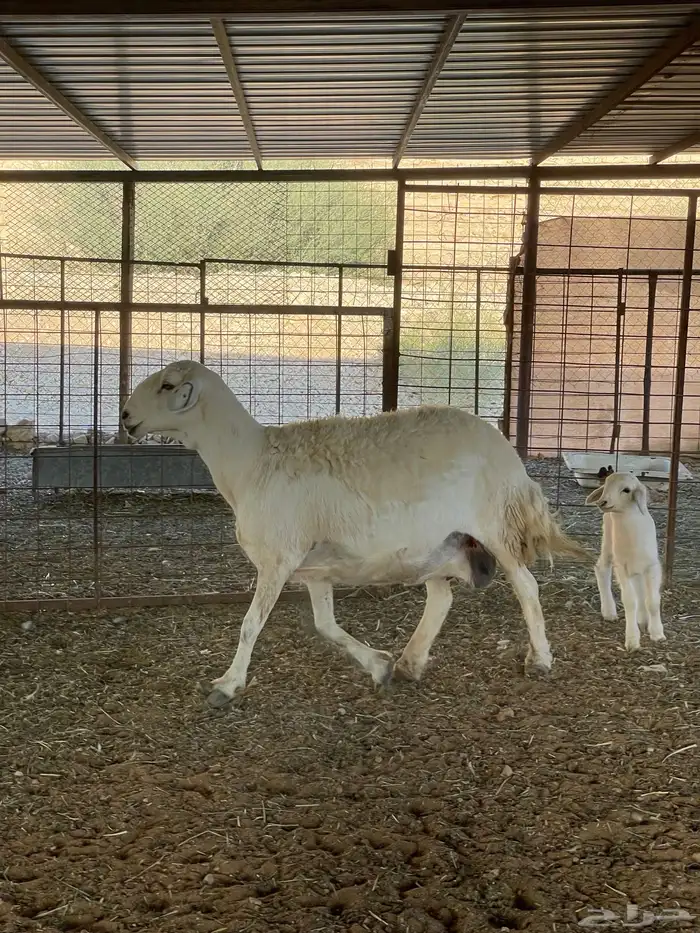 حرية متبع طيبة وحرية رباع دافع 4 شهور 3