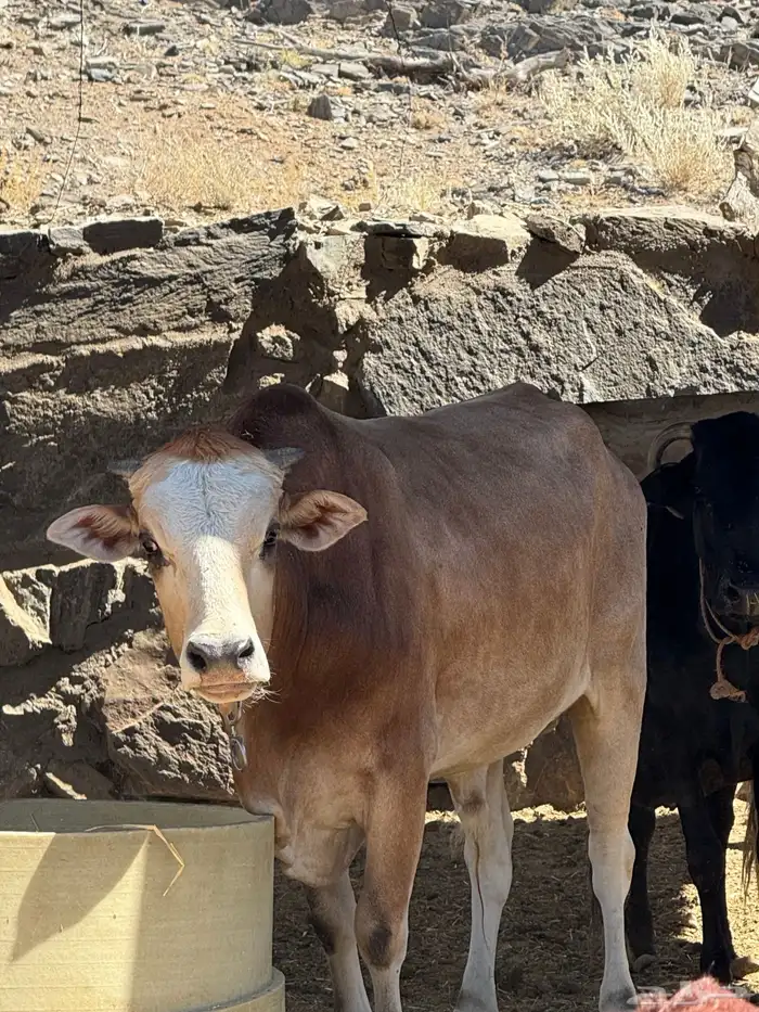 حسلان للبيع 7