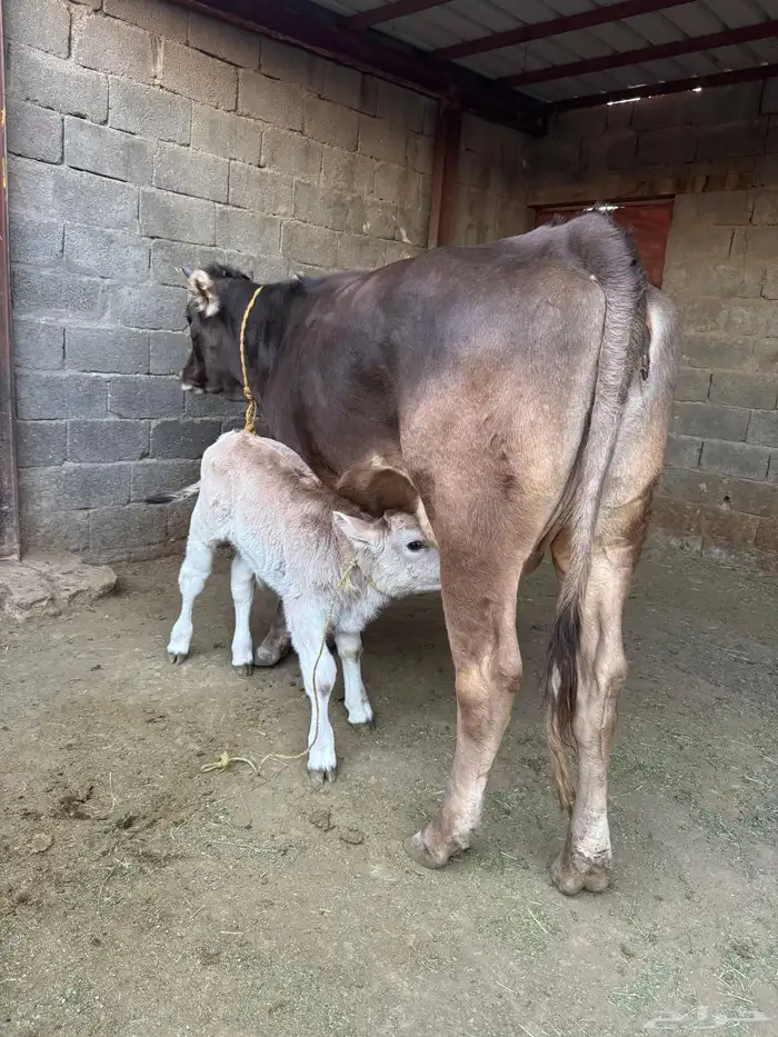 بقرة المانية للبيع 0