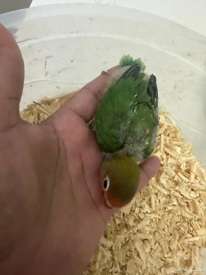 للبيع فيشر غر ب 50 و 70 تم البيع 3