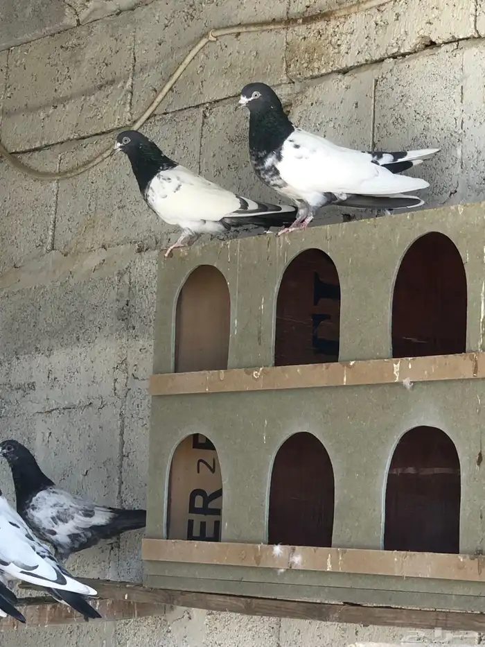 حمام باكستاني تيدي بيور 1