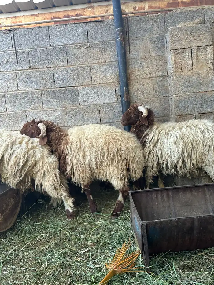 خرفان نعيمي ارخص سعر 3