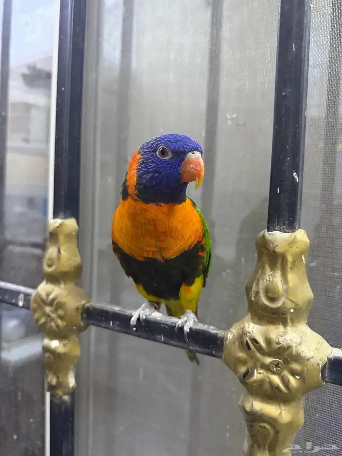 للبيع طير النوع لوري اليف ومتكلم يطلع على يد مزاجي 1