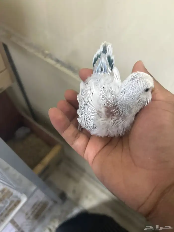 فروخ بادجي انجليزي للغر 2