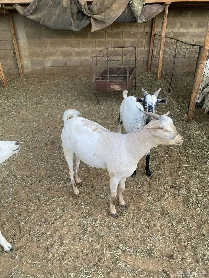 طليان وتيوس ذبايح 4