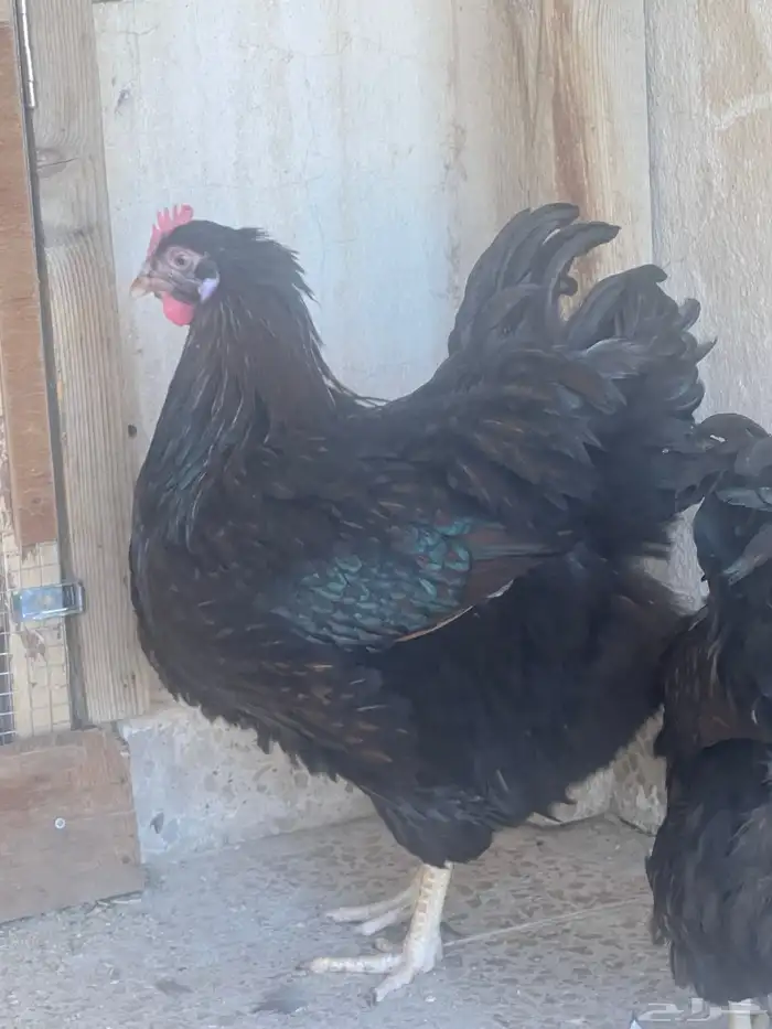 دجاج وايندوايت للبيع 6