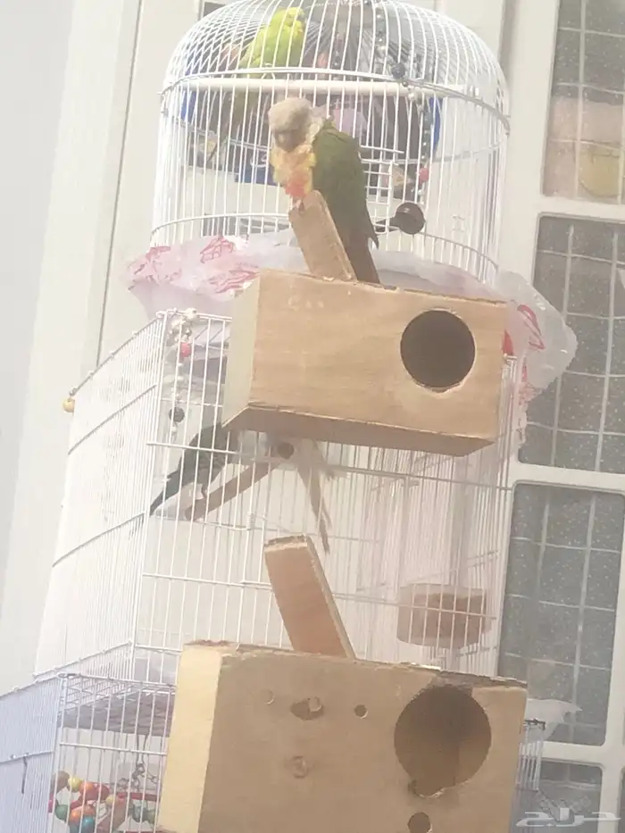 بغبغاء أليف ماشاءالله متكلم متدرب 2