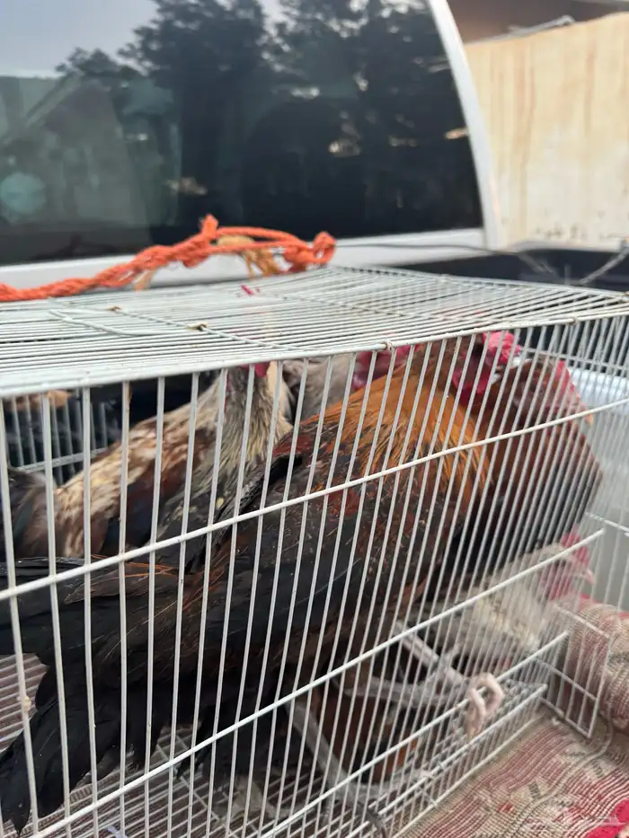 ماشاءالله أديك لبيع 40 35 و30 6