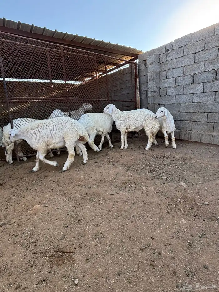خرفان ذبائح للبيع 3