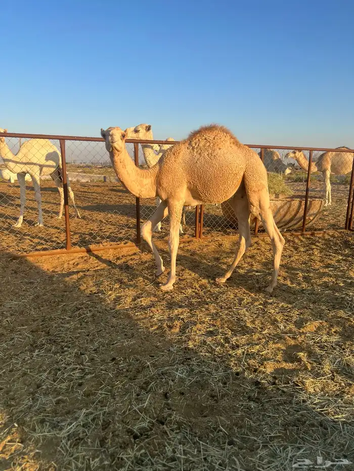 قعدان   حشو   حيران للبيع 5