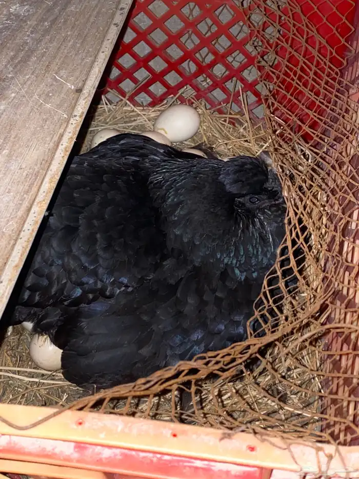 دجاج فارسي للبيع 7