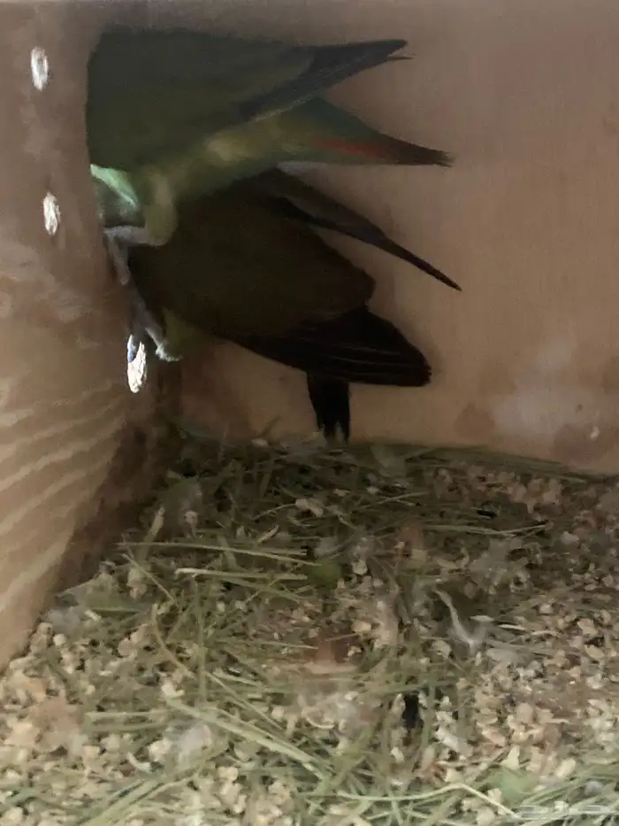 جوز روز منتج 0