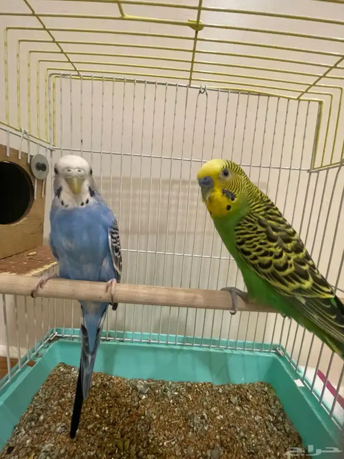 طيور حب مع بيتهم 1