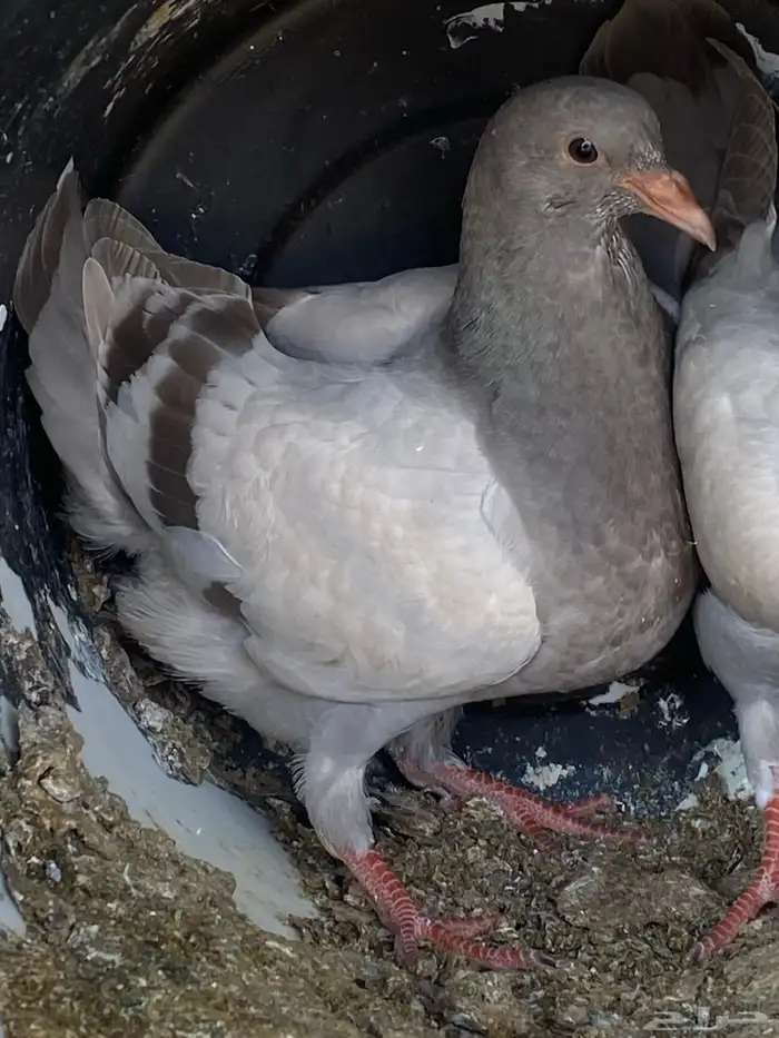 حمام زغاليل ب السعر المناسب 6