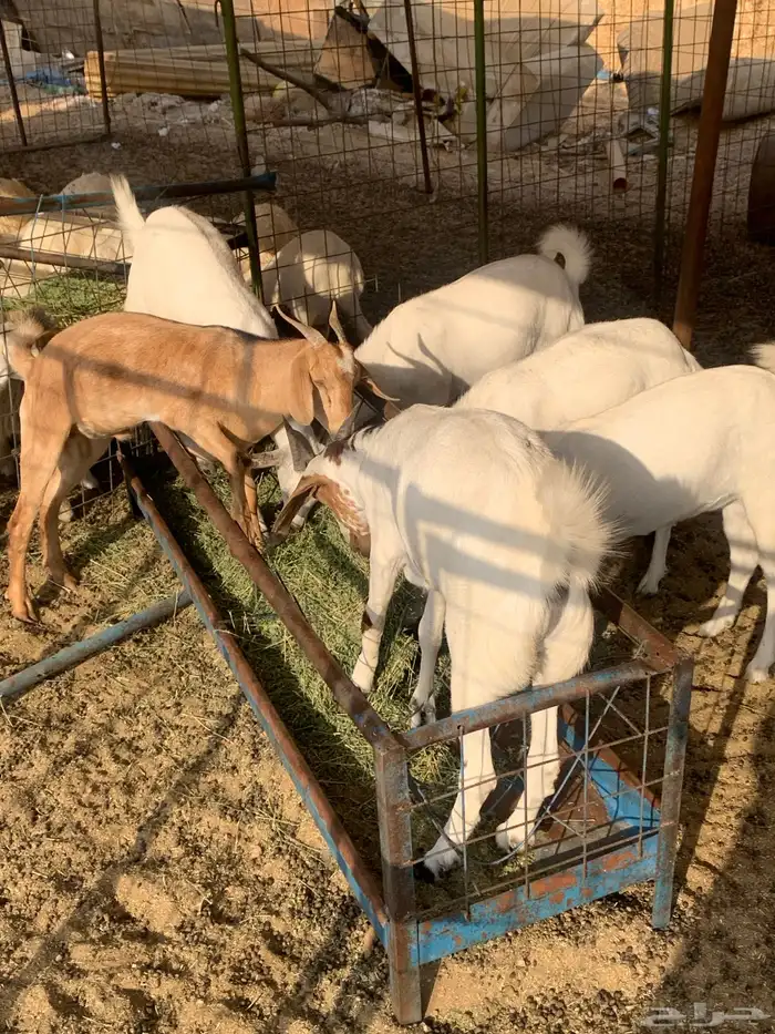 تيوس بلدي نظيف 0