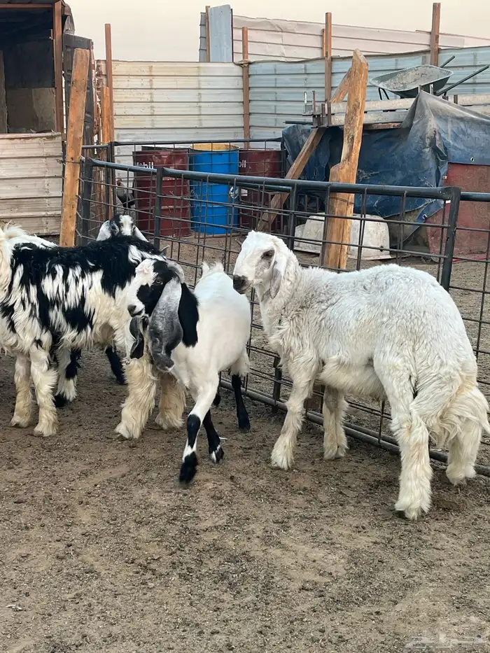 ذبايح خرفان حريات جبره 1