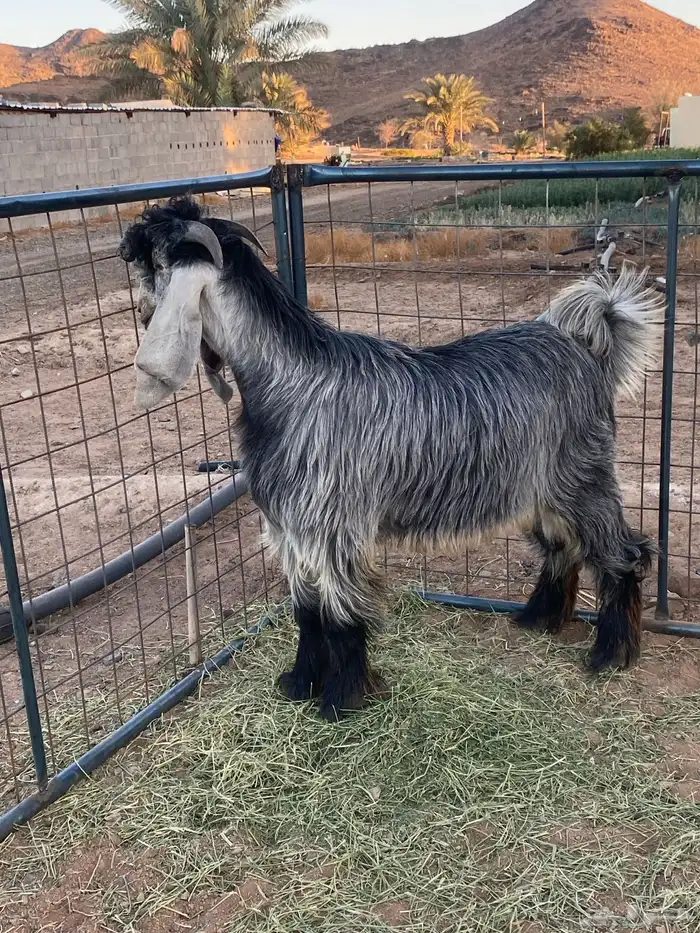 تيس فحل معزا عوارض شهب 5