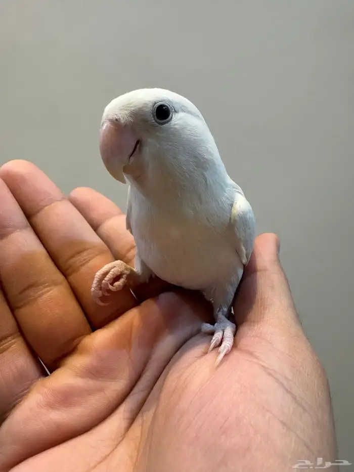 فروخ روز أليفه 9