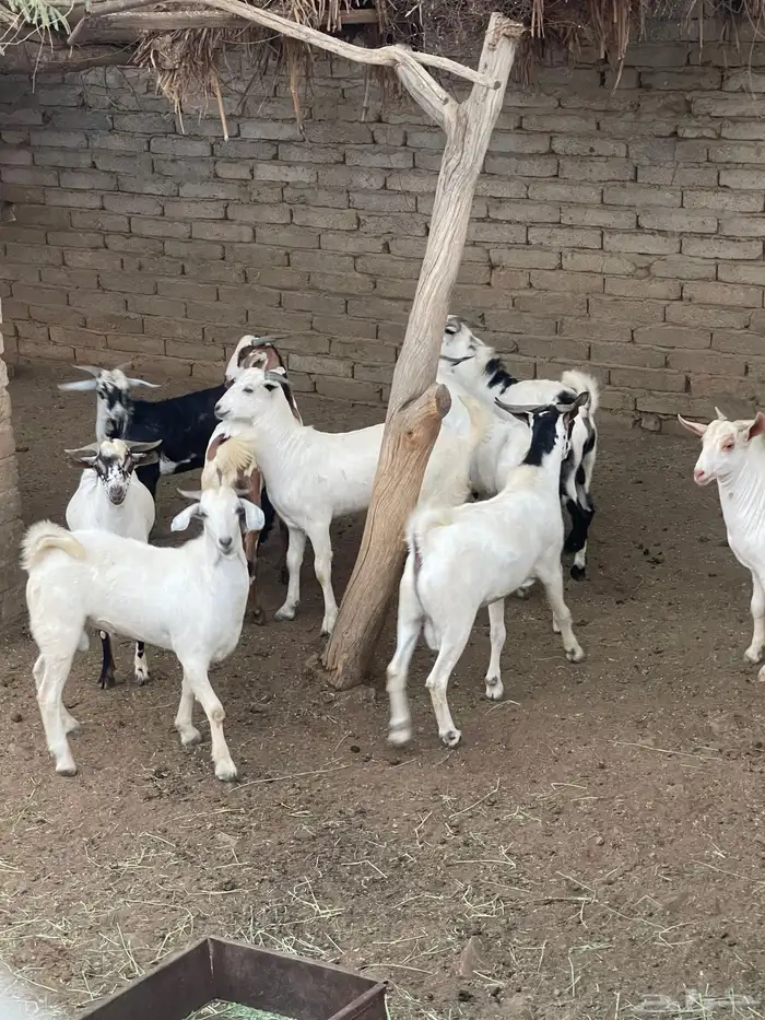 تيوس فل شحم ماشاء الله صحتها شرط 4