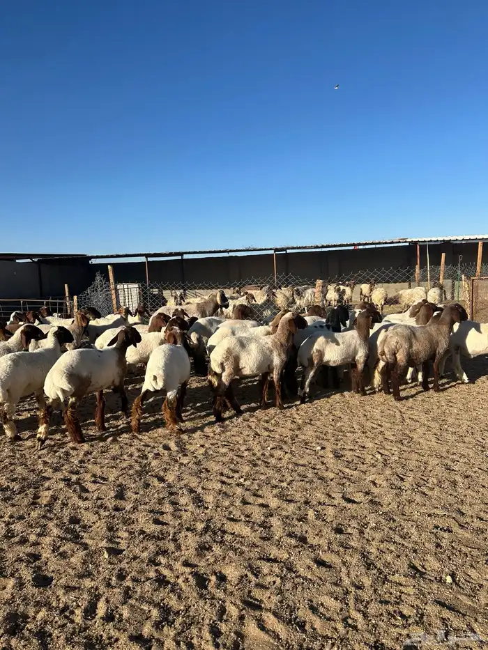 جذعات أنعيم طيبه اللبييع 6