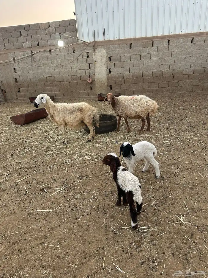 خرفان نعيم ونعاج ولد 3