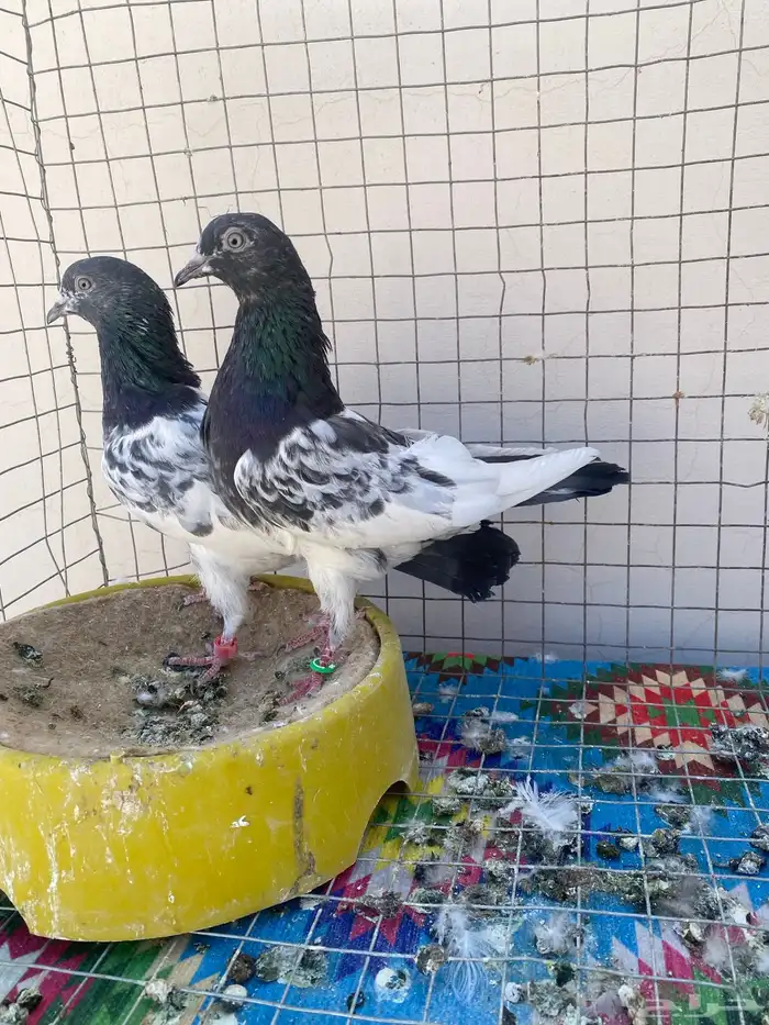 حمام باكستاني 2