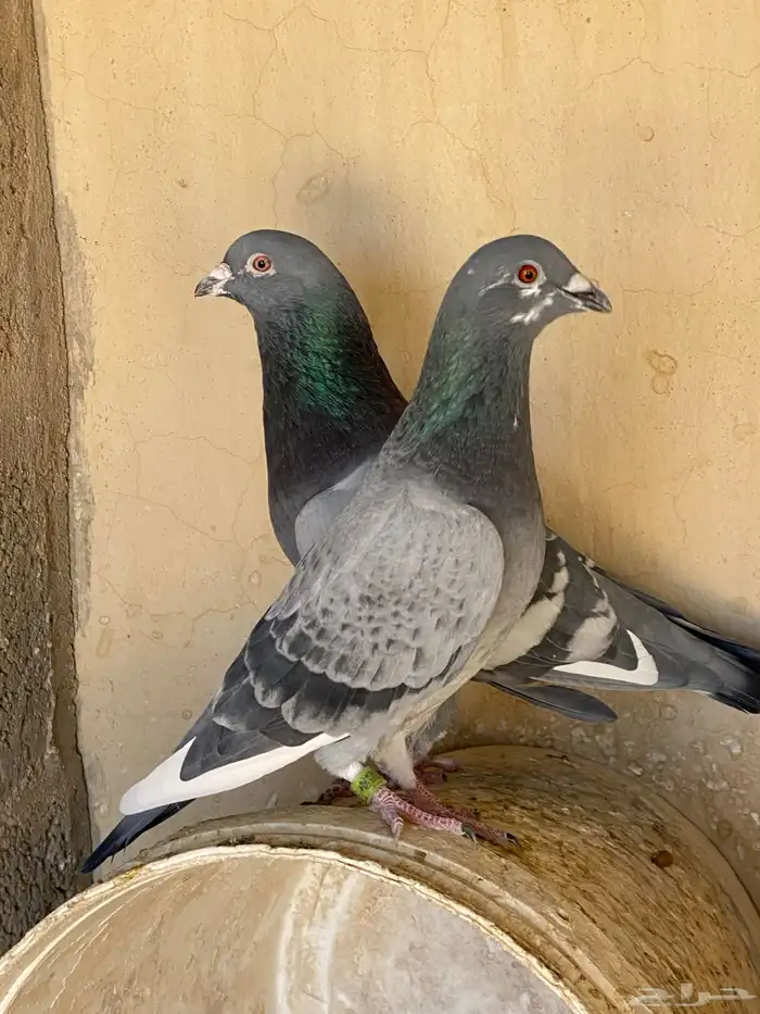 زوج زاجل للبيع 1