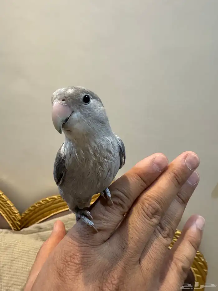 فروخ روز أليفه 16