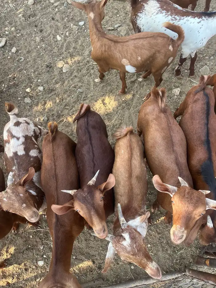 تيوس العدد 14 الحد من. 1100 4