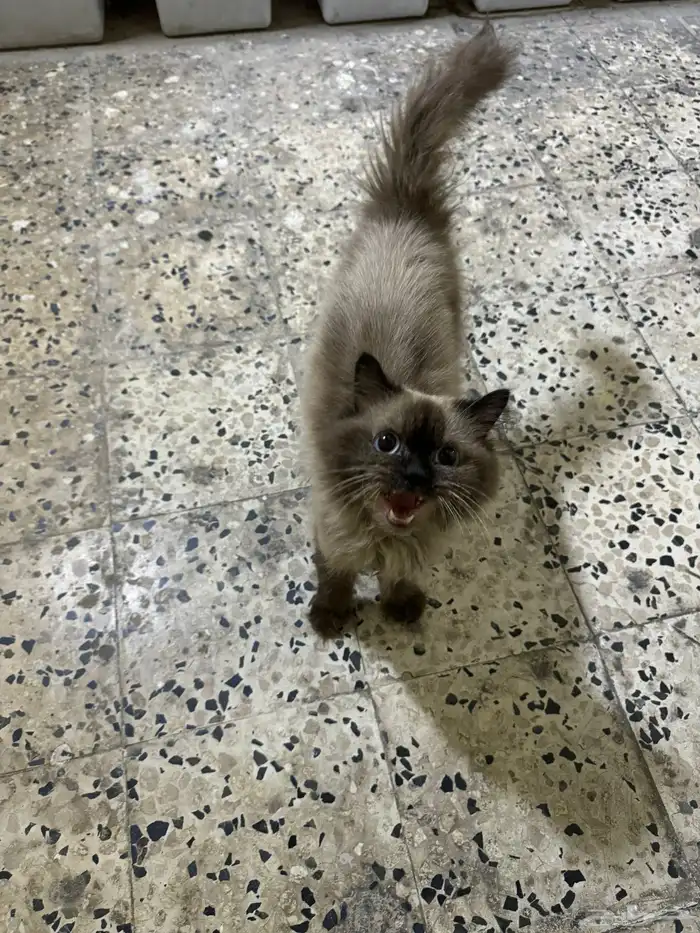 قطو هيمالايا للتبني 1