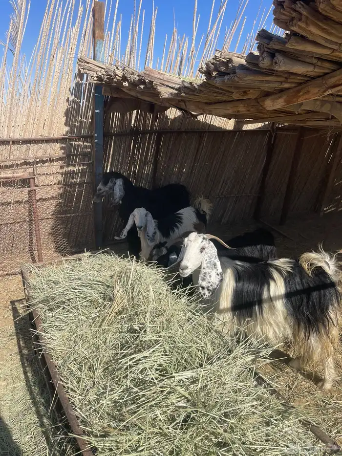 معزاء دفيع 0