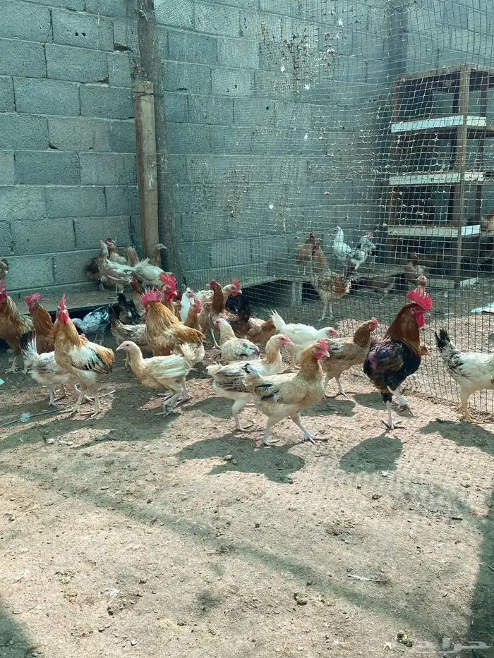 للبيع دجاج بلدي عمر ثمان وتسع شهور تقريبا 7