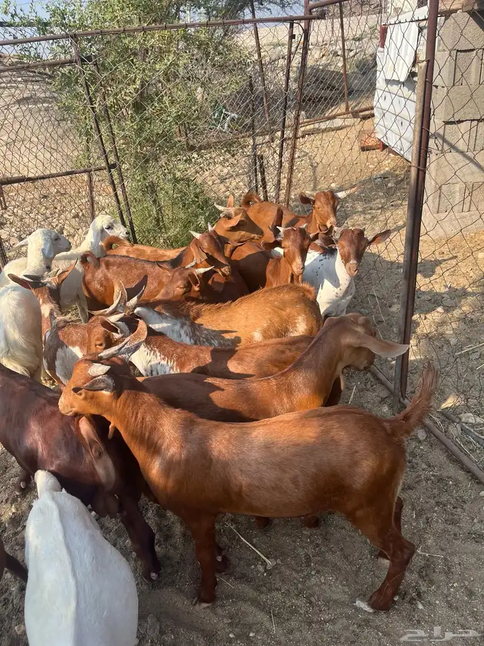 تيوس العدد 14 الحد من. 1100 2