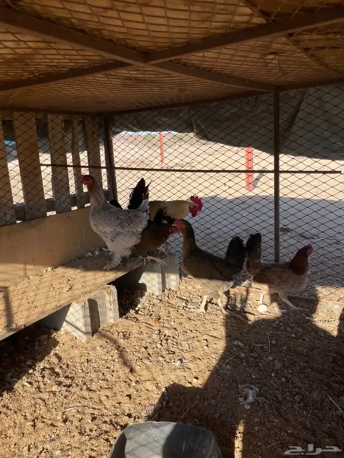 دجاج بلدي وبراهما 1